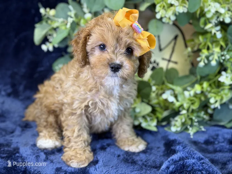 Molly – Cavapoo puppy for sale in Center Ridge, AR