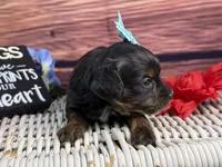 Maui, a female Cavalier King Charles Spaniel and Poochon for sale in Center Ridge, AR – 5 of 8