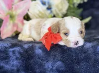 Ace, a male Cavapoo for sale in Center Ridge, AR – 5 of 9