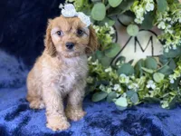 Stella, a female Cavapoo for sale in Center Ridge, AR – 4 of 7