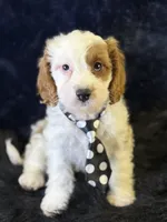Barley, a male Cavapoo for sale in Center Ridge, AR – 2 of 7