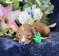 Finn, a male Cavapoo for sale in Center Ridge, AR – 5 of 8