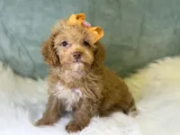 Marina, a female Cavalier King Charles Spaniel and Poochon for sale in Center Ridge, AR – 2 of 7