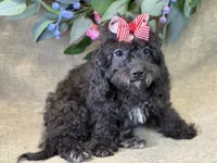 Rayne, a female Bichon Frise and Cavapoo for sale in Center Ridge, AR – 2 of 10