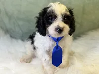 Auggie, a male Cavalier King Charles Spaniel and Poochon for sale in Center Ridge, AR – 3 of 7