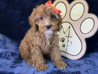 Moana, a female Cavapoo for sale in Center Ridge, AR – 2 of 9