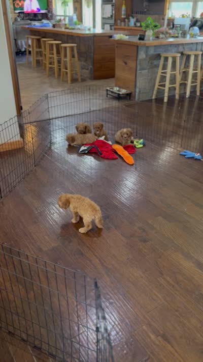 Reo , a male Cavapoo for sale in Center Ridge, AR – 5 of 5