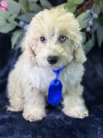Albus, a male Bichpoo for sale in Center Ridge, AR – 2 of 9