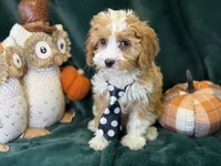 Cash, a male Cavapoo for sale in Center Ridge, AR – 3 of 5