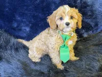 Ripley, a male Cavapoo for sale in Center Ridge, AR – 5 of 7