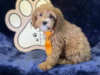 Tide, a male Cavapoo for sale in Center Ridge, AR – 10 of 10