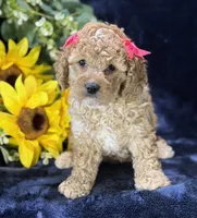 Claire, a female Poochon for sale in Center Ridge, AR – 9 of 10