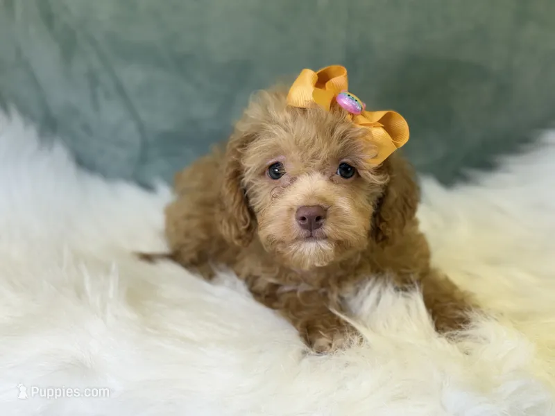 Marina – Cavalier King Charles Spaniel, Poochon puppy for sale in Center Ridge, AR