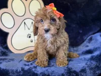 Moana, a female Cavapoo for sale in Center Ridge, AR – 3 of 9