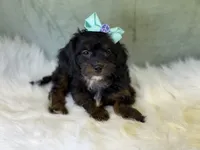 Maui, a female Cavalier King Charles Spaniel and Poochon for sale in Center Ridge, AR – 2 of 8