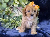 Molly, a female Cavapoo for sale in Center Ridge, AR – 3 of 10
