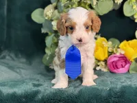Milo, a male Cavapoo for sale in Center Ridge, AR – 7 of 10