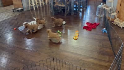 Reef, a male Cavapoo for sale in Center Ridge, AR – 6 of 6