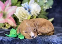 Finn, a male Cavapoo for sale in Center Ridge, AR – 7 of 8