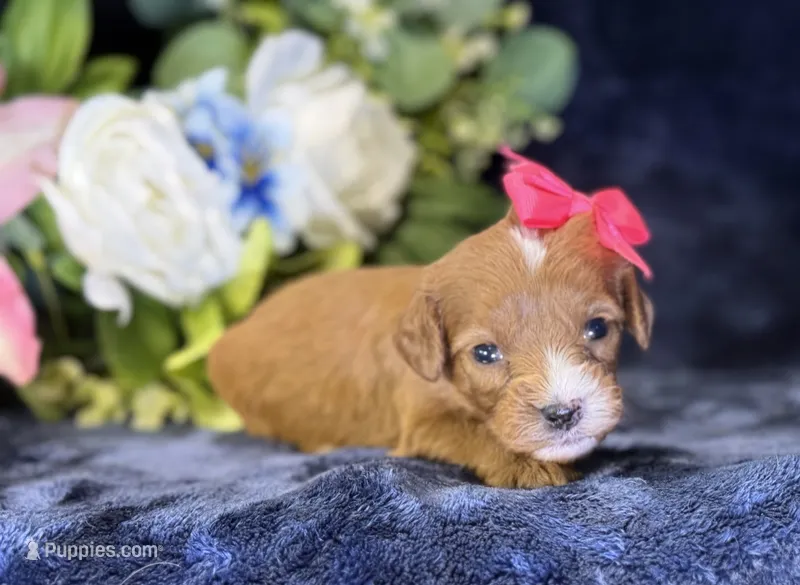 Coco – Cavapoo puppy for sale in Center Ridge, AR