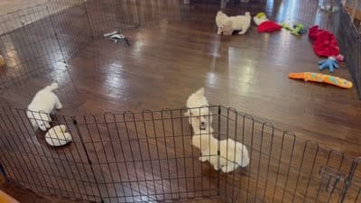 Casper, a male Bichpoo for sale in Center Ridge, AR – 6 of 6