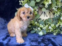 Stella, a female Cavapoo for sale in Center Ridge, AR – 5 of 7