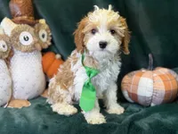 Waylon, a male Cavapoo for sale in Center Ridge, AR – 4 of 10