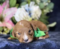 Finn, a male Cavapoo for sale in Center Ridge, AR – 3 of 8