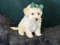 Bianca, a female Bichpoo for sale in Center Ridge, AR – 3 of 8