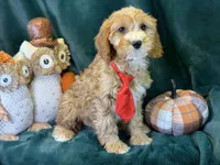 Willie, a male Cavapoo for sale in Center Ridge, AR – 6 of 7