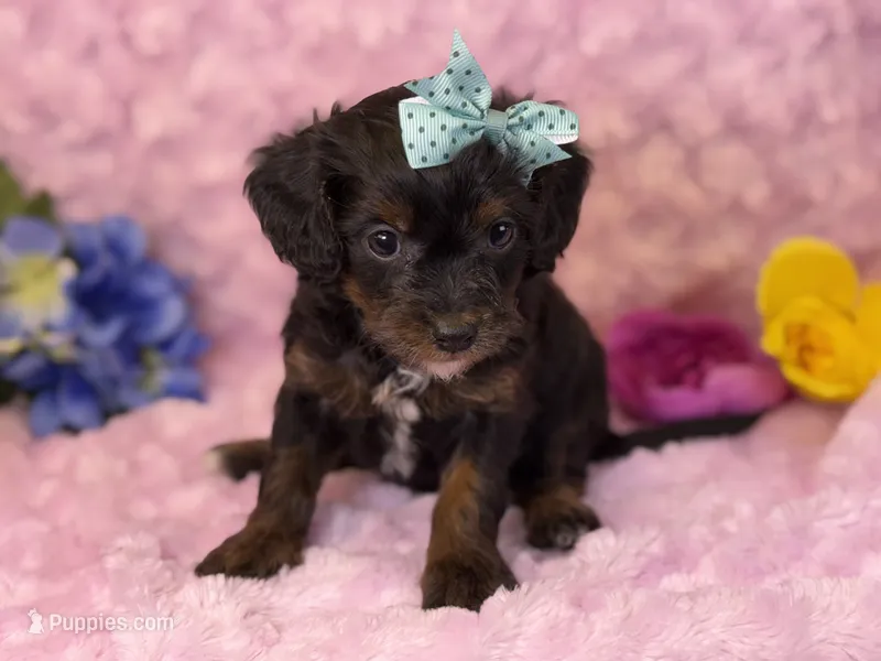 Maui – Cavalier King Charles Spaniel, Poochon puppy for sale in Center Ridge, AR