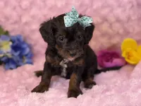 Maui, a female Cavalier King Charles Spaniel and Poochon for sale in Center Ridge, AR – 8 of 8