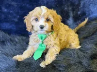 Ripley, a male Cavapoo for sale in Center Ridge, AR – 3 of 7