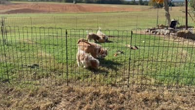 Waylon, a male Cavapoo for sale in Center Ridge, AR – 10 of 10
