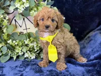Reo , a male Cavapoo for sale in Center Ridge, AR – 3 of 5