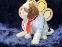 Cayman, a male Cavapoo for sale in Center Ridge, AR – 8 of 9