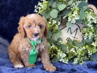 Clarke, a male Cavapoo for sale in Center Ridge, AR – 6 of 8