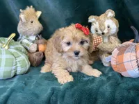 Mabel, a female Bichon Frise and Cavapoo for sale in Center Ridge, AR – 2 of 5