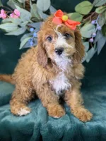 Haven, a female Cavapoo for sale in Center Ridge, AR – 5 of 10
