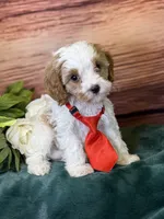Ace, a male Cavapoo for sale in Center Ridge, AR – 5 of 10