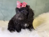 Rayne, a female Cavalier King Charles Spaniel and Poochon for sale in Center Ridge, AR – 5 of 8
