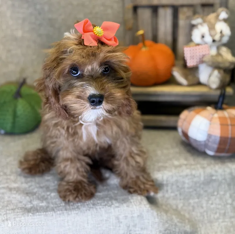 Moana – Cavapoo puppy for sale in Center Ridge, AR