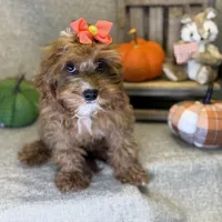 Moana, a female Cavapoo for sale in Center Ridge, AR – 1 of 6