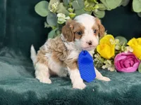 Milo, a male Cavapoo for sale in Center Ridge, AR – 3 of 10