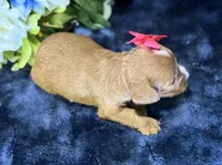 Coco, a female Cavapoo for sale in Center Ridge, AR – 3 of 9