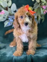 Haven, a female Cavapoo for sale in Center Ridge, AR – 2 of 10