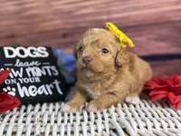 Marina, a female Cavalier King Charles Spaniel and Poochon for sale in Center Ridge, AR – 2 of 9