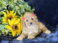 Claire, a female Poochon for sale in Center Ridge, AR – 6 of 10