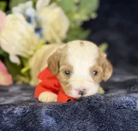 Ace, a male Cavapoo for sale in Center Ridge, AR – 1 of 9