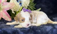 Roxy, a female Cavapoo for sale in Center Ridge, AR – 5 of 10